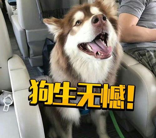 网红狗儿不雅事件吃瓜,吃瓜群众热议背后的伦理争议