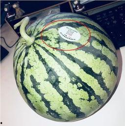 晋江网红吃瓜,揭秘娱乐圈背后的秘密