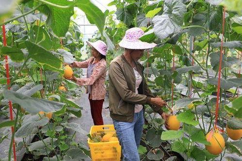 在景区吃瓜的网红是谁,揭秘在景区吃瓜的网红传奇