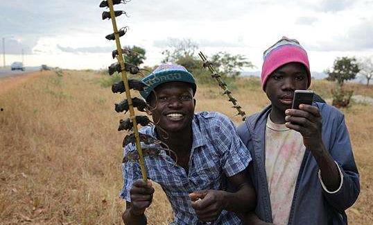 非洲网红吃瓜图片视频大全,趣味横生的视觉盛宴